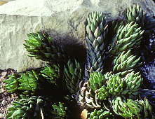 Haworthia coarctata fa. greenii