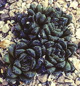 Haworthia mantellii