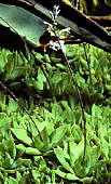 Haworthia planifolia