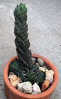 Haworthia reinwardtii - Photo: Diana Burrola