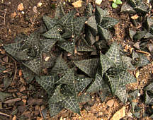 Haworthia tessellata