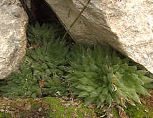 Haworthia pearsonii