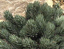 Haworthia glauca var. herrei