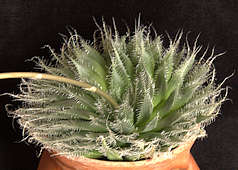 Haworthia bolusii var. blackbeardiana