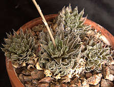 Haworthia herbacea