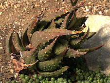 Haworthia pumilla