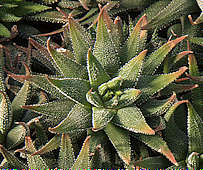 Haworthia attenuata var. attenuata