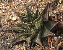 Haworthia limifolia