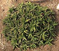 Haworthia rigida