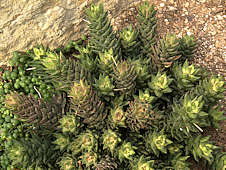 Haworthia resendeana