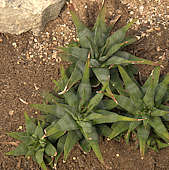 Haworthia attenuata var. radula