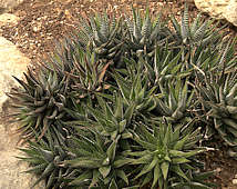 Haworthia attenuata f. caespitosa