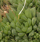 Haworthia altilinea