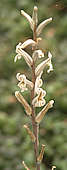 Haworthia marumiana