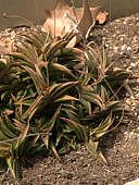 Haworthia viscosa