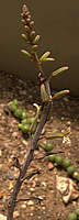 Haworthia pumilla