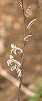 Haworthia reinwardtii