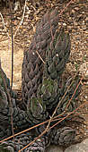 Haworthia reinwardtii