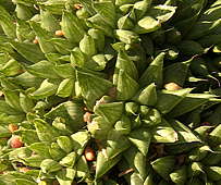 Haworthia batesiana