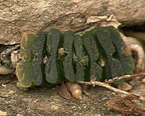 Haworthia truncata