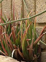 Haworthia longiana