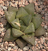 Haworthia retusa