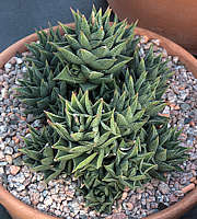 Haworthia kewensis