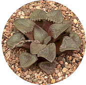 Haworthia retusa