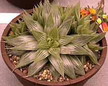 Haworthia retusa var. variegata