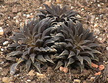 Haworthia parksiana