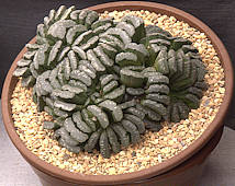 Haworthia truncata