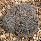 Haworthia odetteae