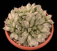 Haworthia cooperi var. pilifera cv. milky cloud