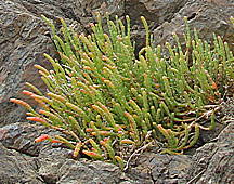 Sarcocornia quinqueflora
