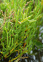 Salicornia dolichostachya