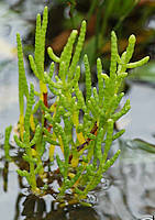 Salicornia dolichostachya - Photo: Peter Russell