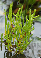 Salicornia dolichostachya