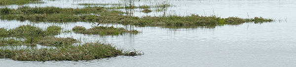 Salicornia dolichostachya habitat, Norton Spit, Isle of Wight, England.