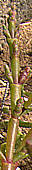 Salicornia ramosissima stem