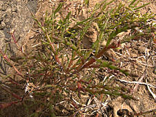 Salicornia ramosissima