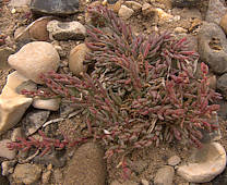 Suaeda maritima