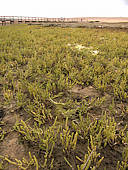 Salicornia europea habitat