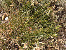 Sarcocornia perennis