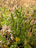 Salicornia ramosissima