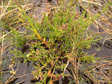 Salicornia ramosissima