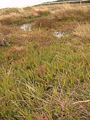 Salicornia ramosissima habitat