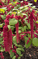 Amaranthus caudatus