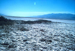 Allenrolfea occidentalis - Death Valley