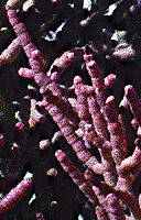 Allenrolfea occidentalis - Salt flats in front of Guadaloupe Mountains, Tx.