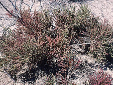 Allenrolfea occidentalis - Salt flats in front of Guadaloupe Mountains, Tx.